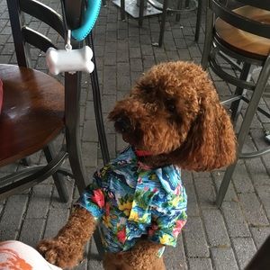 Meet your Posher, Fiorella